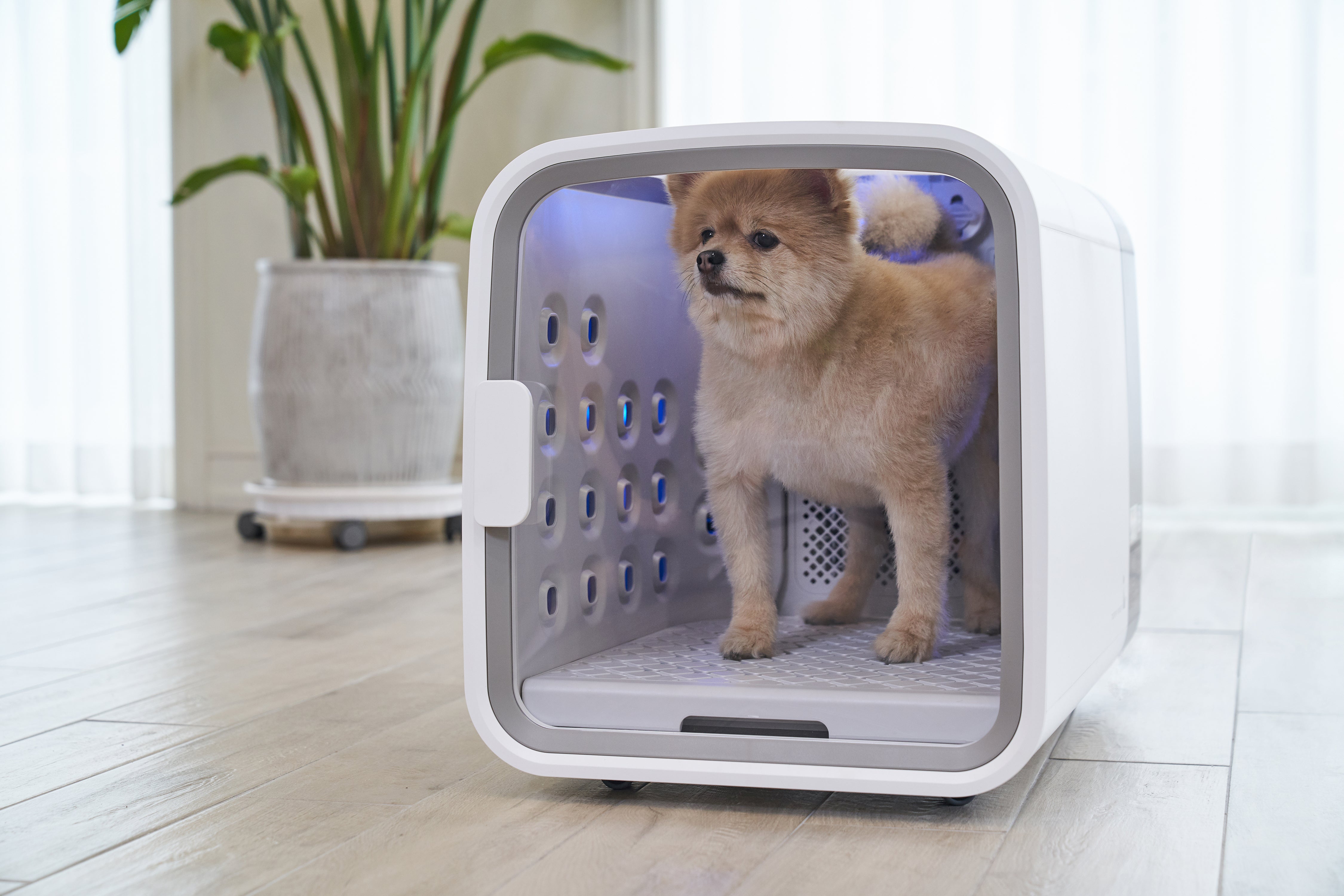 狗狗有皮膚病怎麼辦? 獸醫叮嚀3大皮膚病:濕疹、毛囊蟲、黴菌